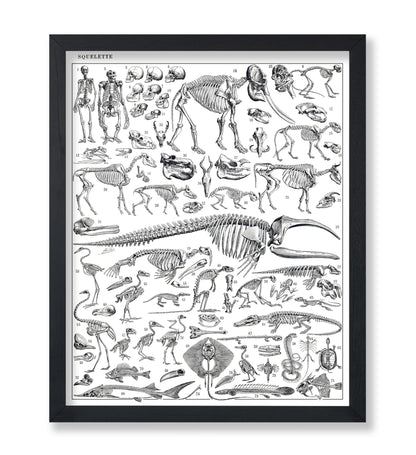 Engraving of Skeletons of Man, Monkeys, Dinosaurs Poster