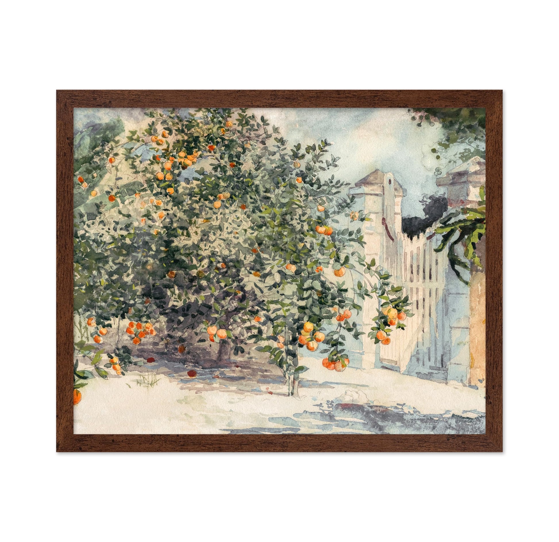 Orange Trees and Gate