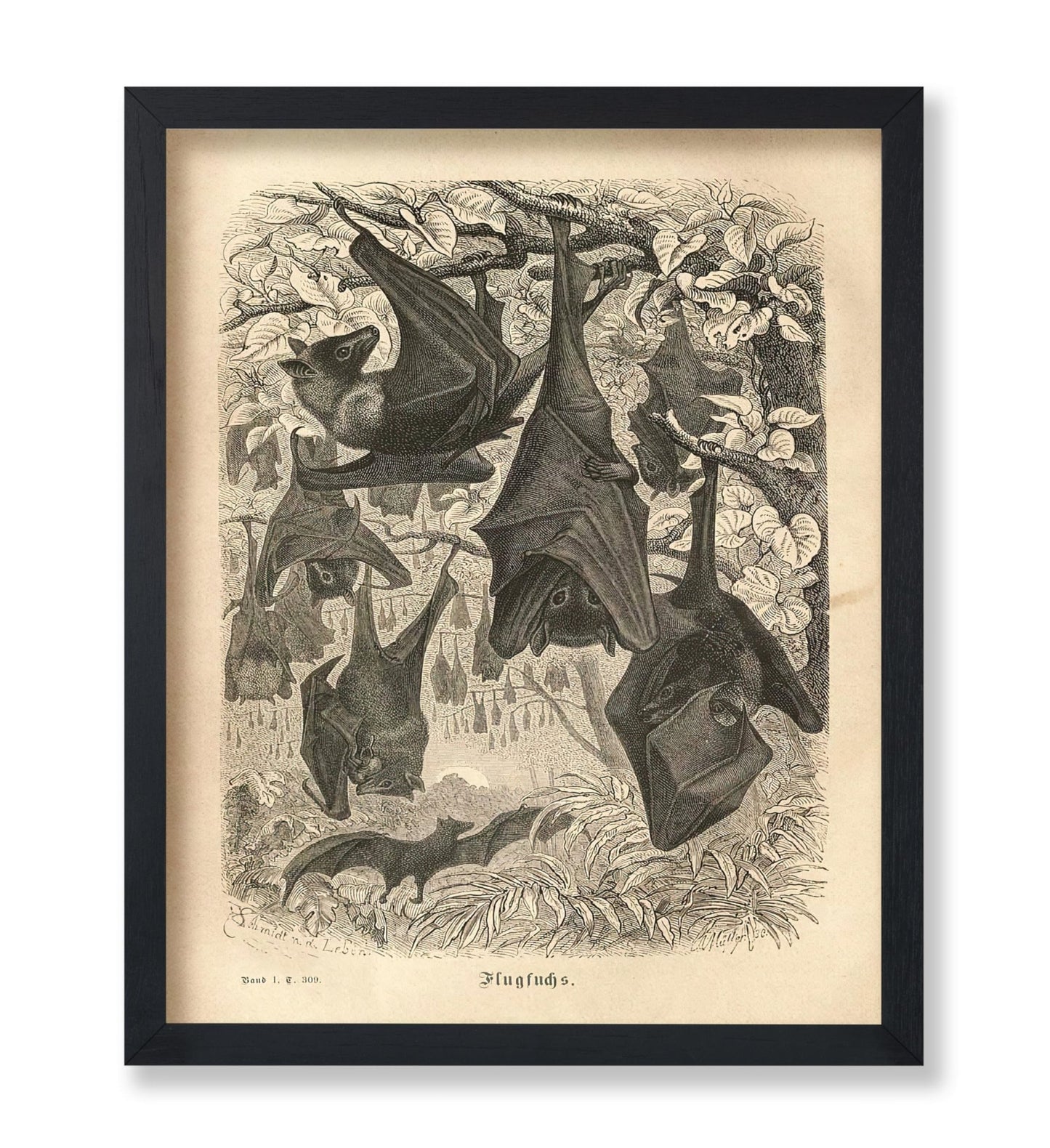Flying Foxes