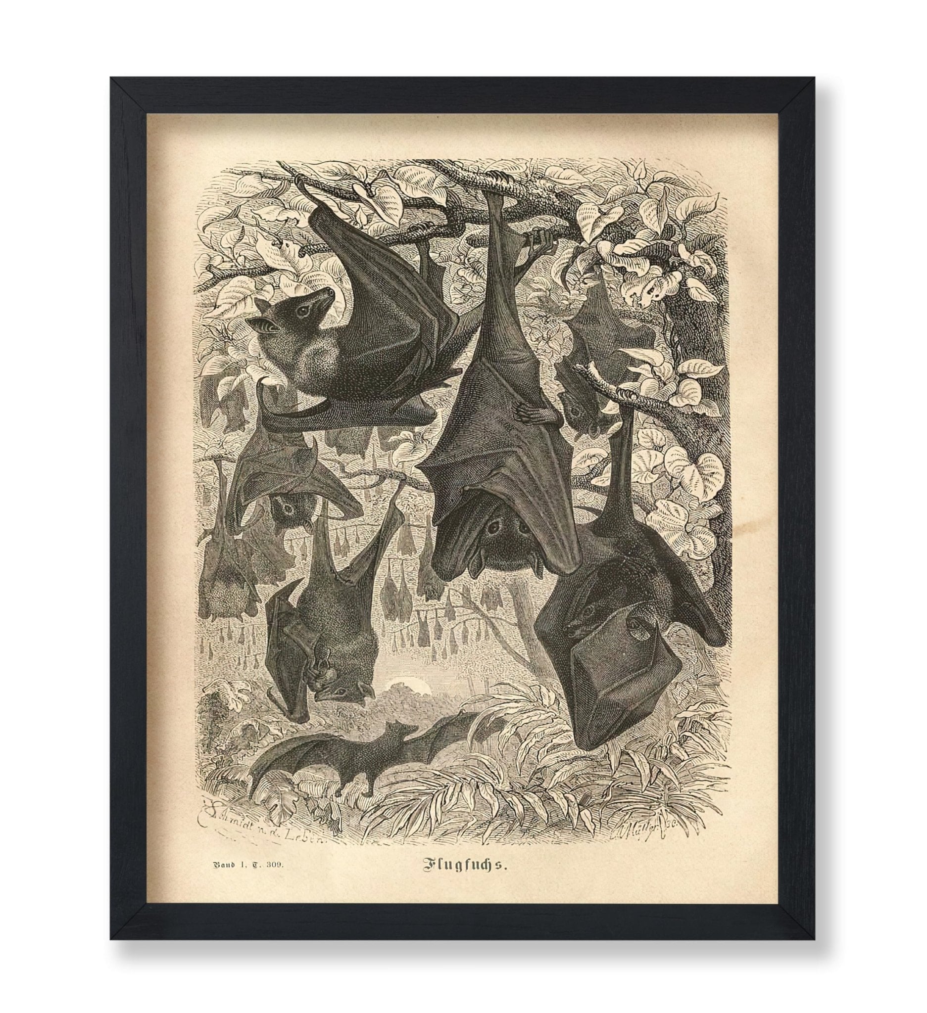 Flying Foxes