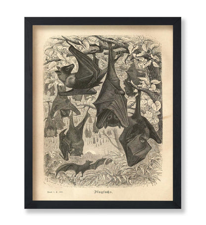 Flying Foxes