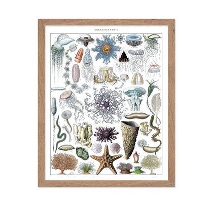 Adolphe Millot - Marine Biology