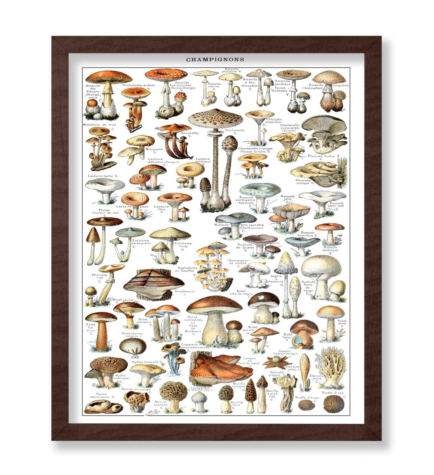 Different Fungus Species