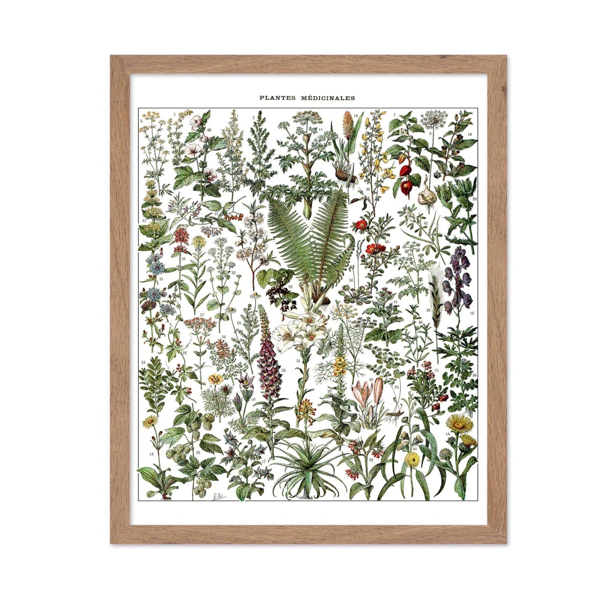Adolphe Millot - Medicinal Plant