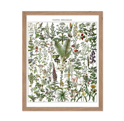 Adolphe Millot - Medicinal Plant