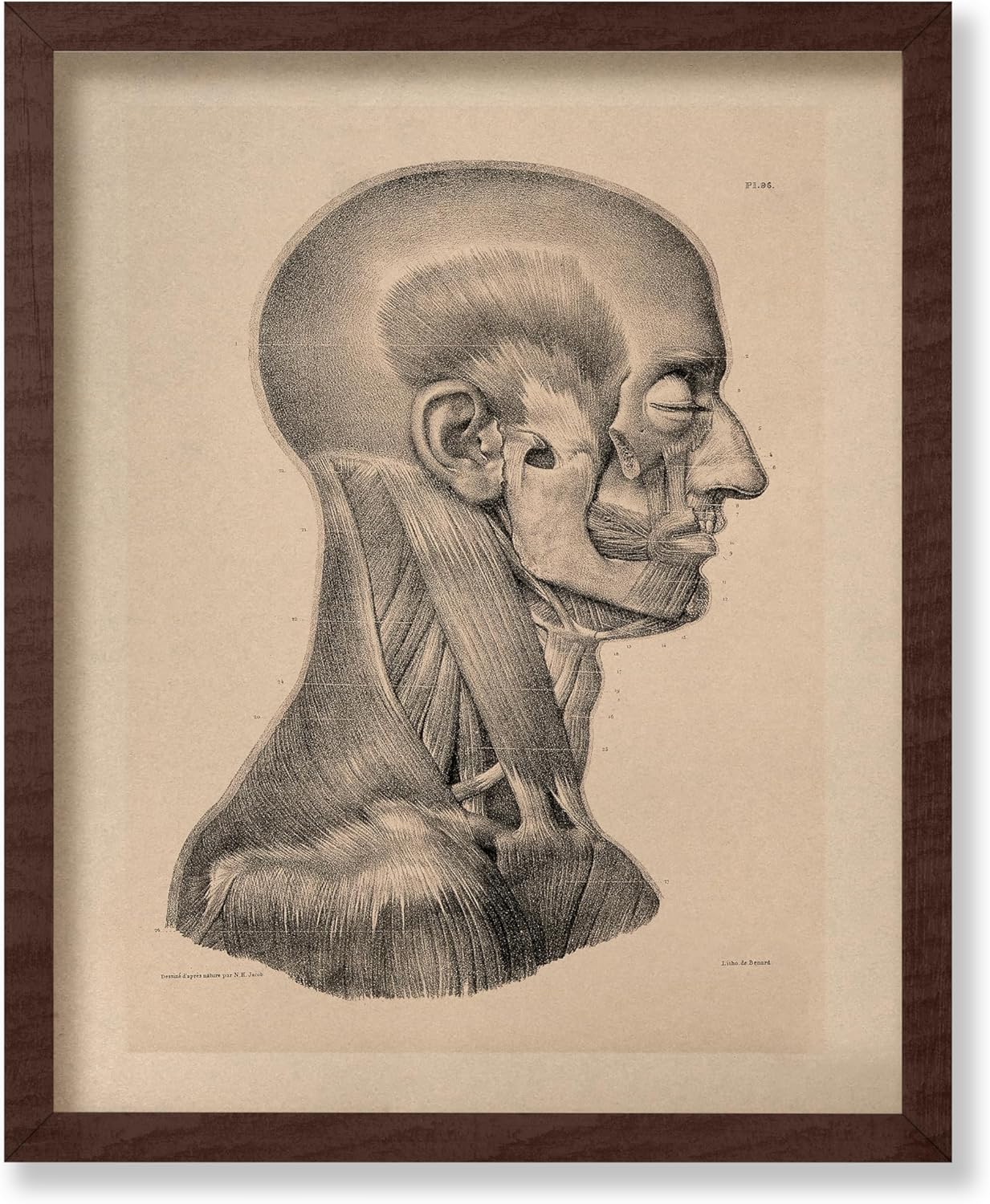 Head And Neck Muscles