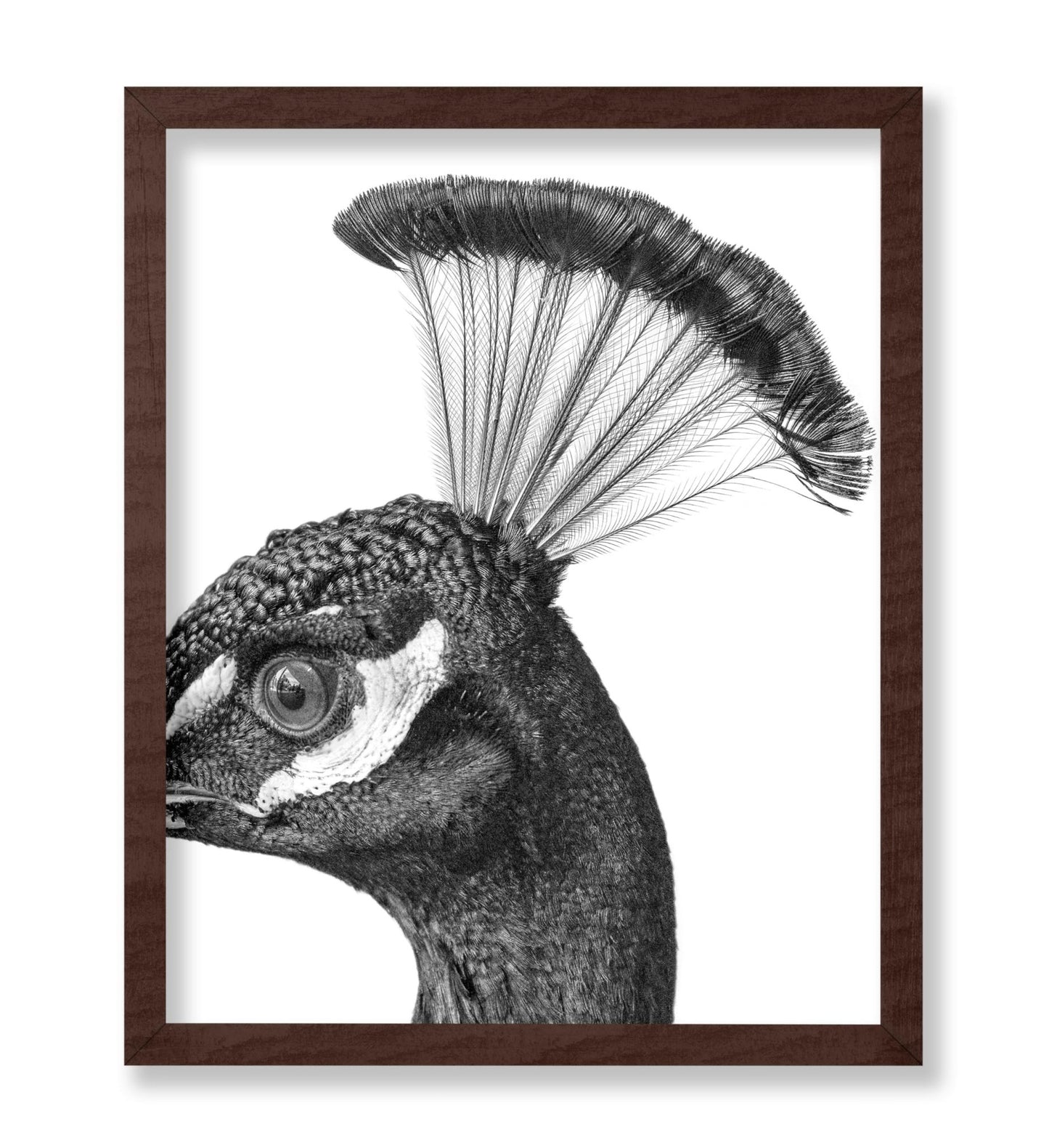 Peacock No1