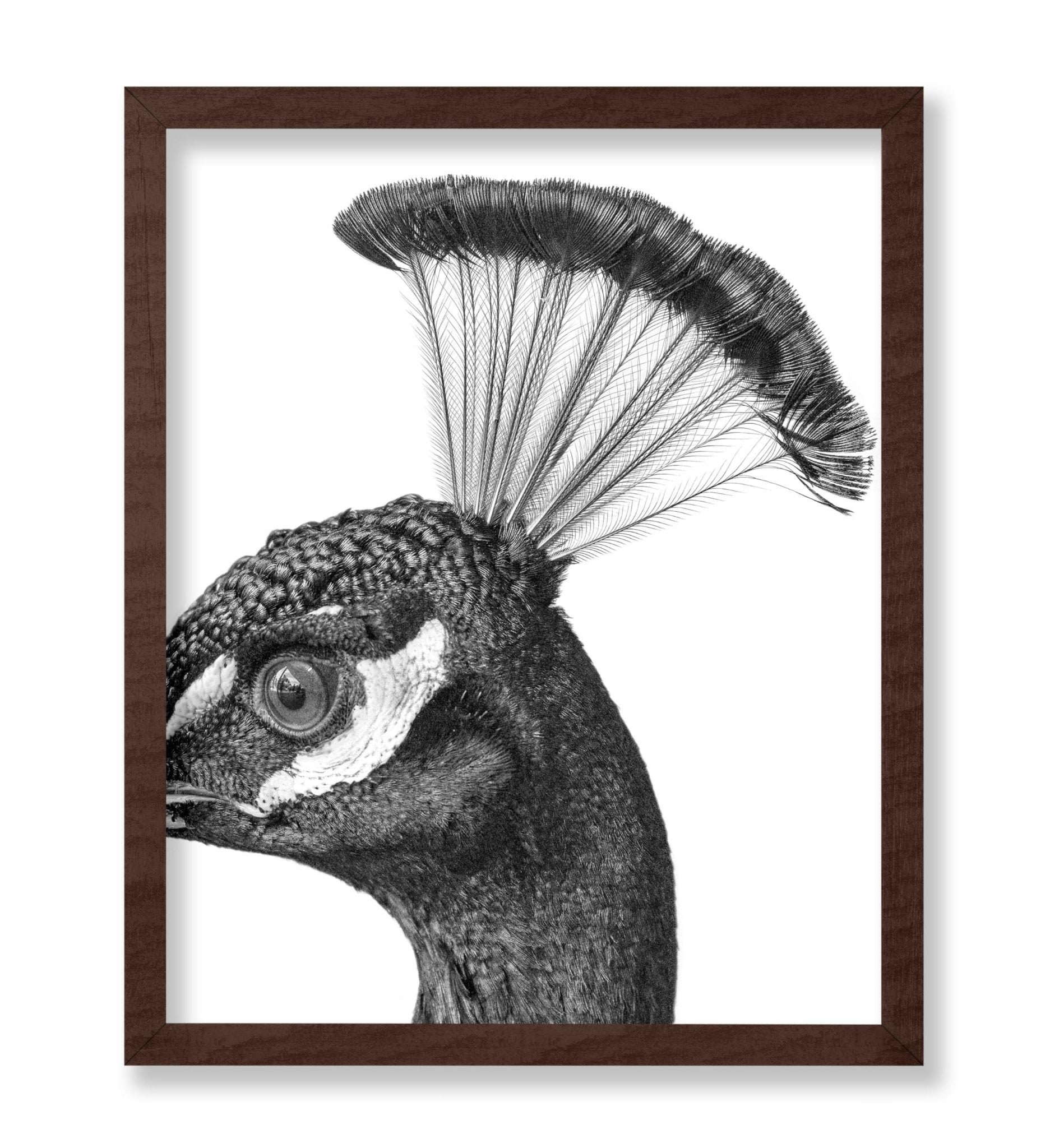 Peacock No1