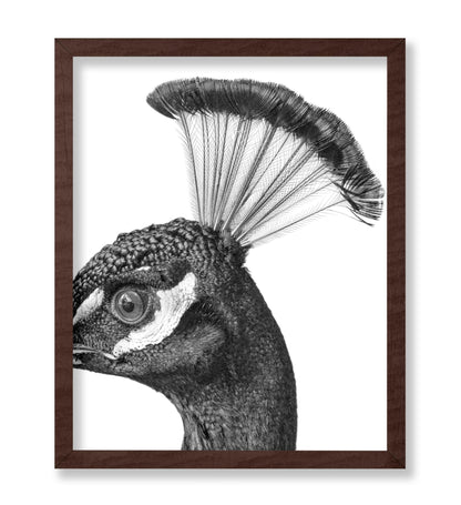 Peacock No1