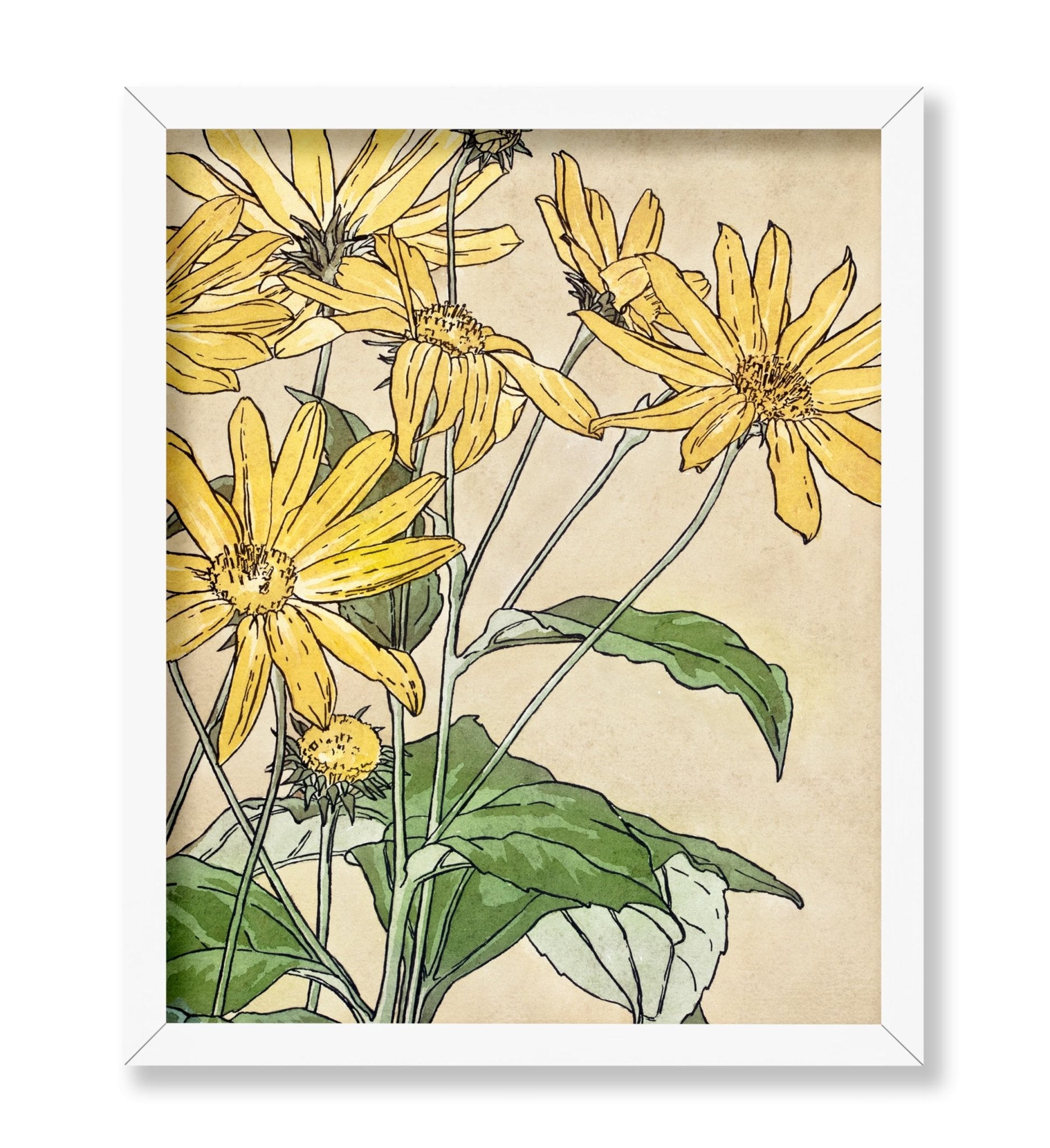 Sunflowers