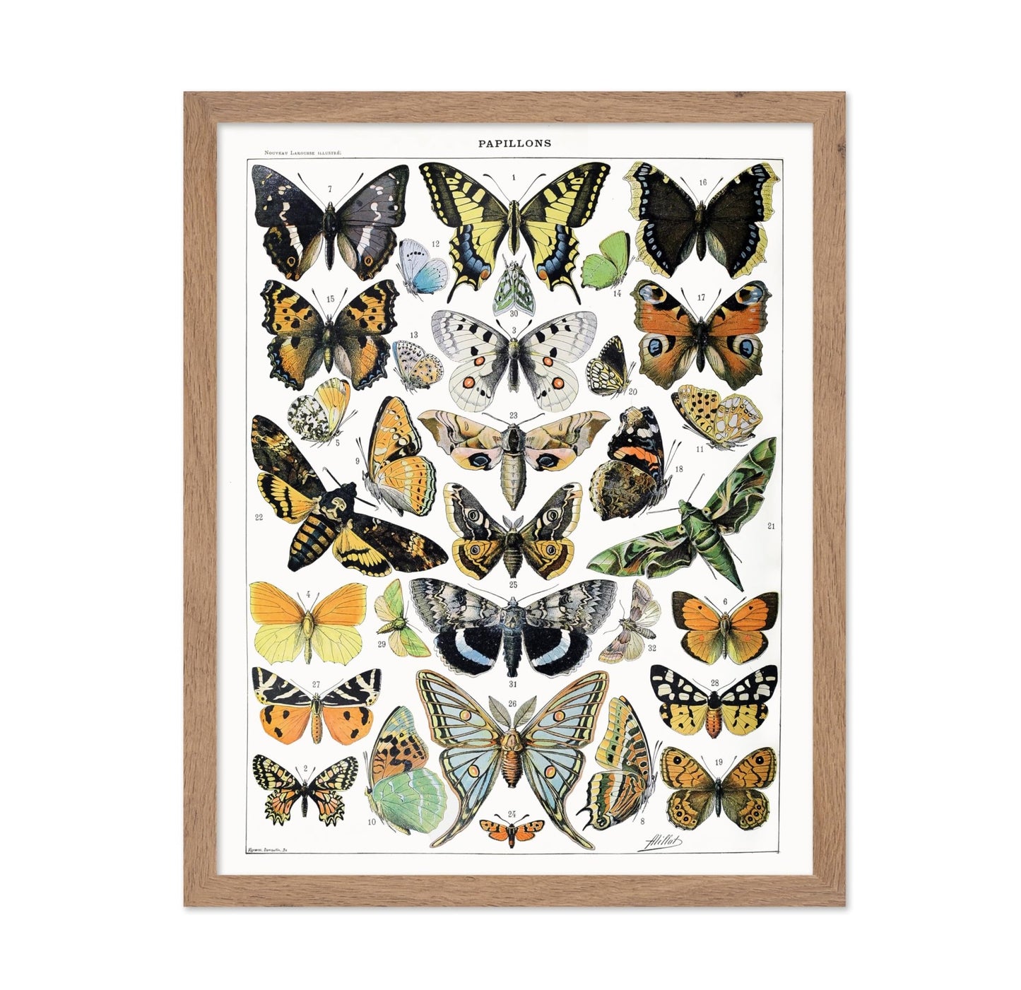 Adolphe Millot - Butterfly No2