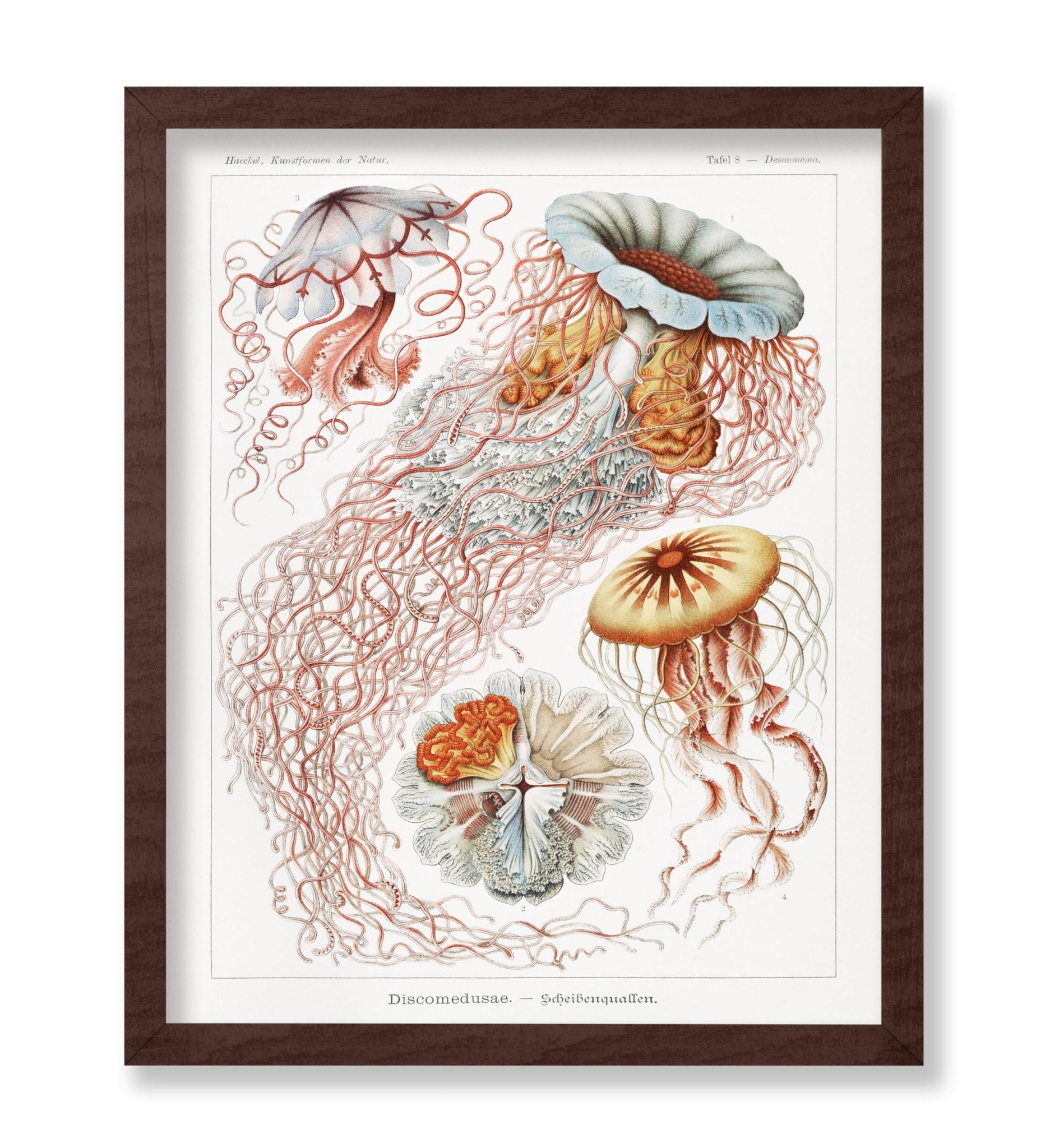Ernst Haeckel - Jellyfish