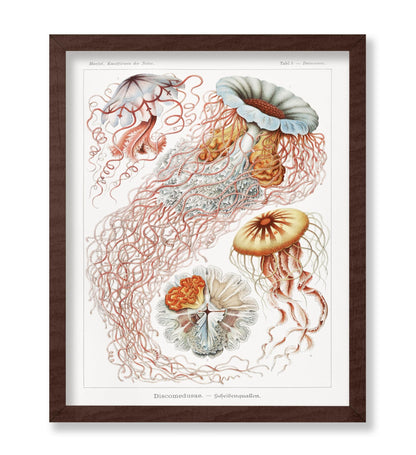 Ernst Haeckel - Jellyfish