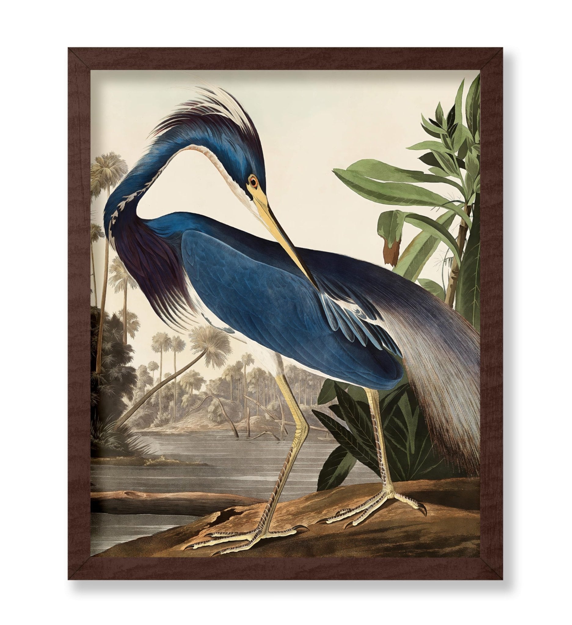 John Audubon - Louisiana Heron