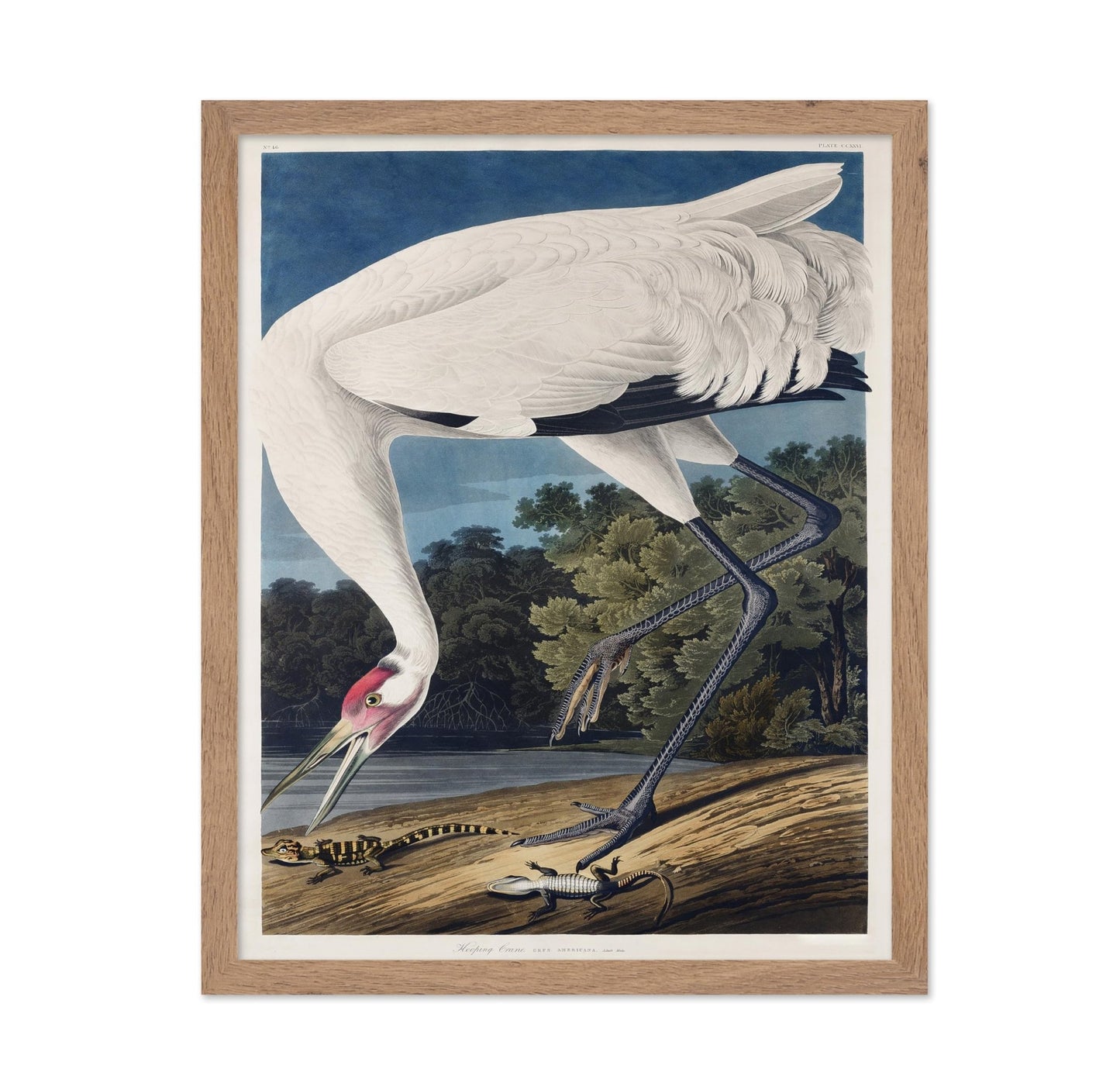 John James Audubon - Whooping Crane No2