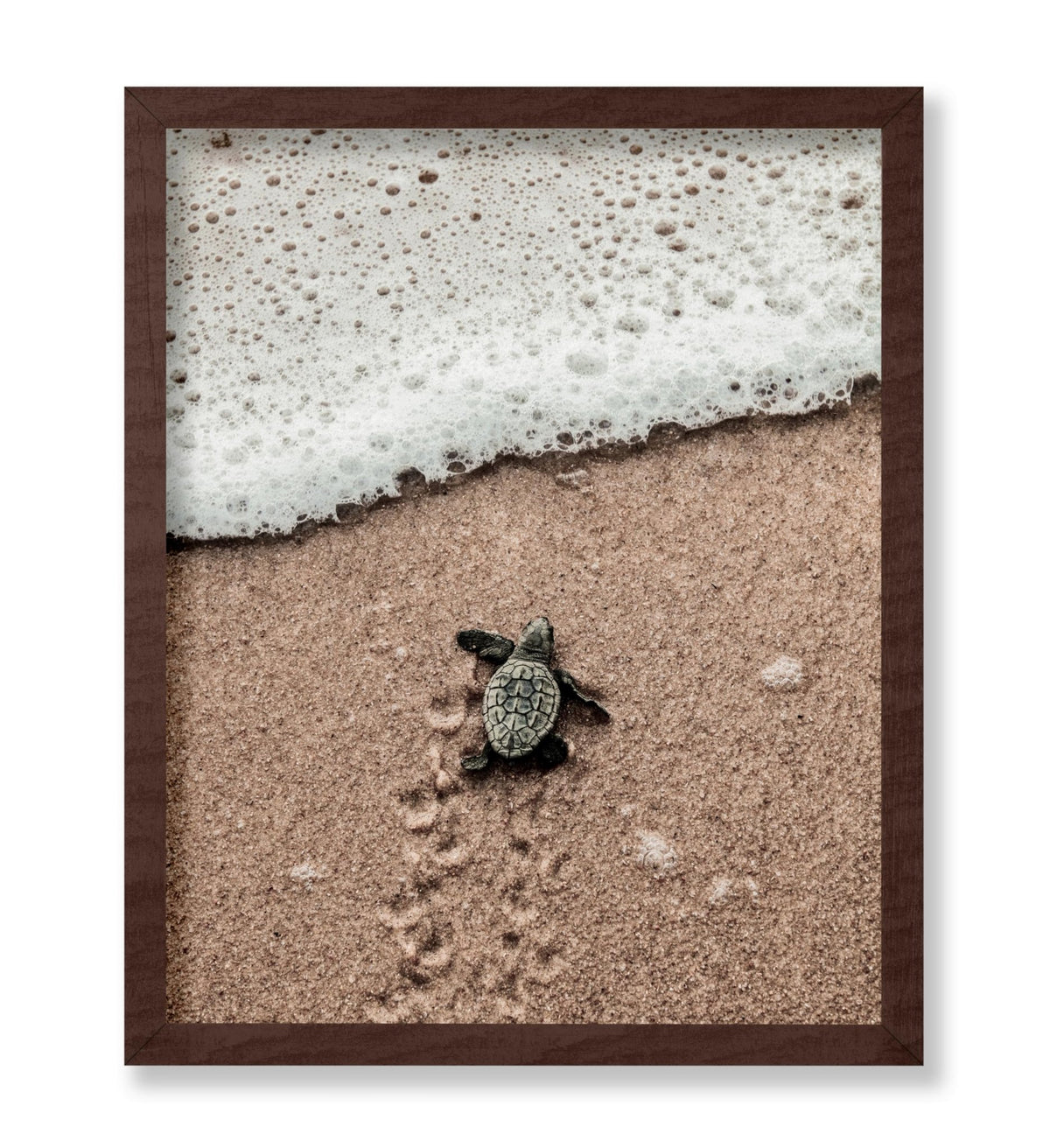 Crawling Baby Sea Turtle