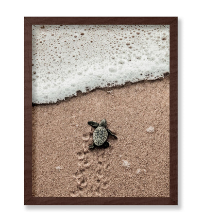 Crawling Baby Sea Turtle