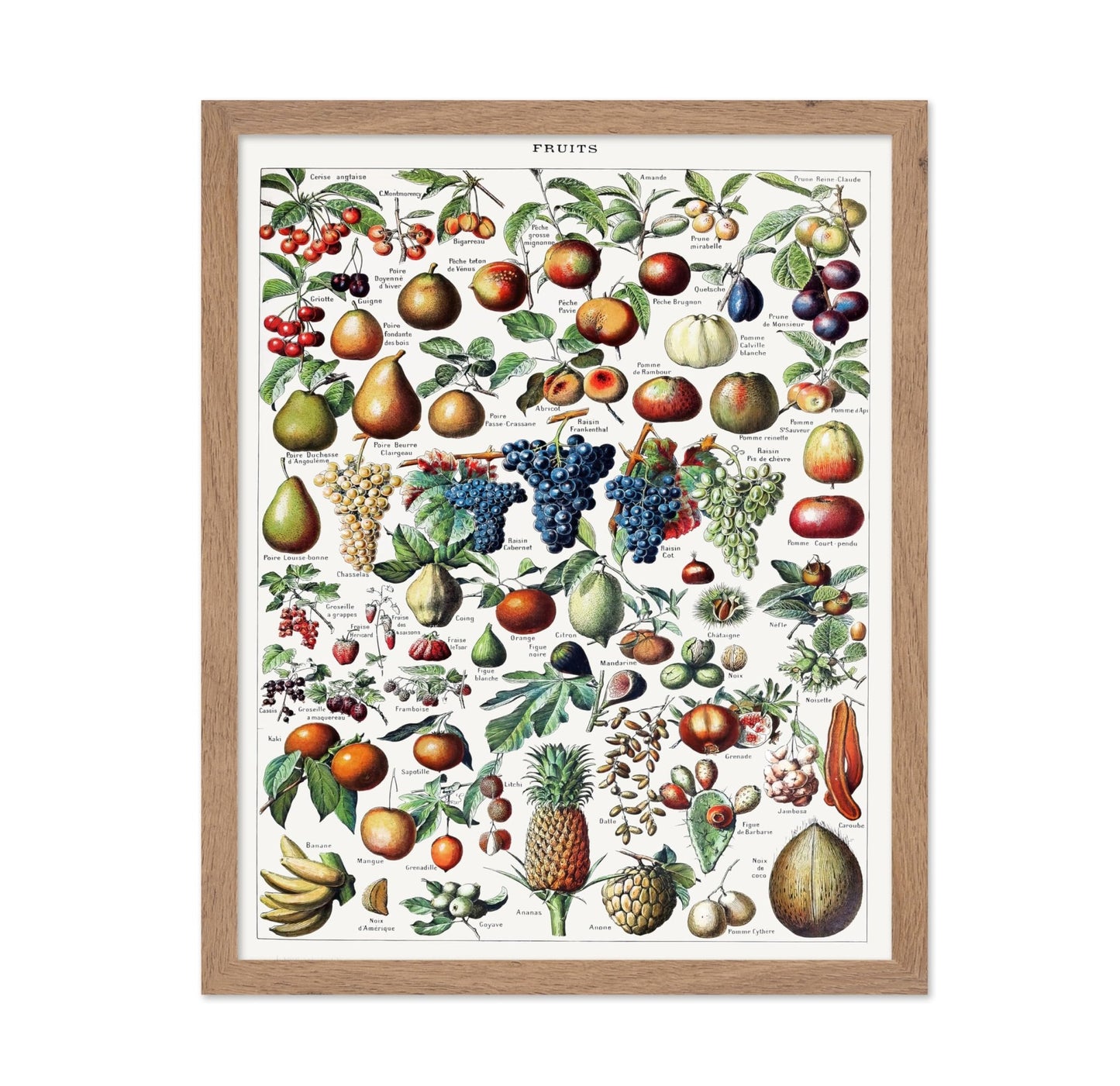 Adolphe Millot - Fruits