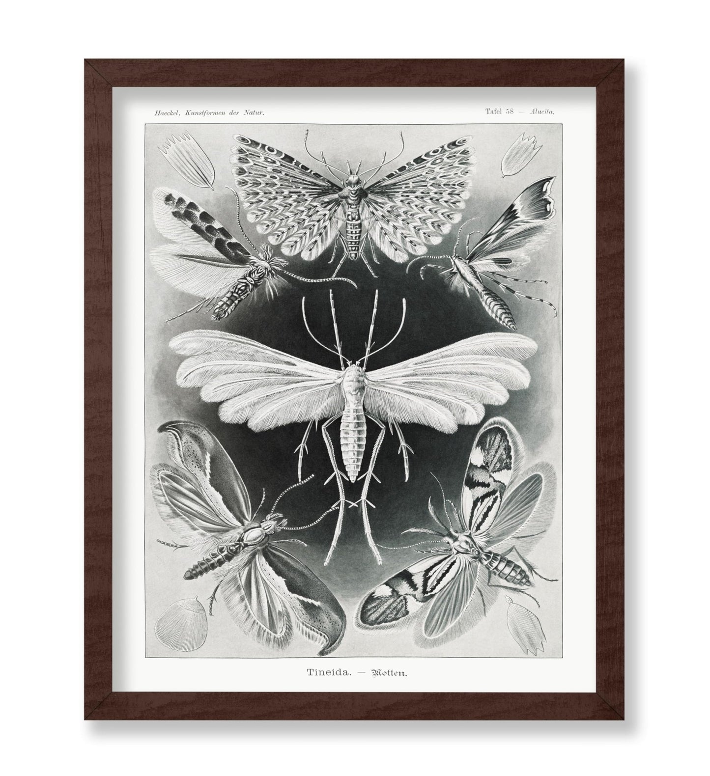 Ernst Haeckel - Tineidae