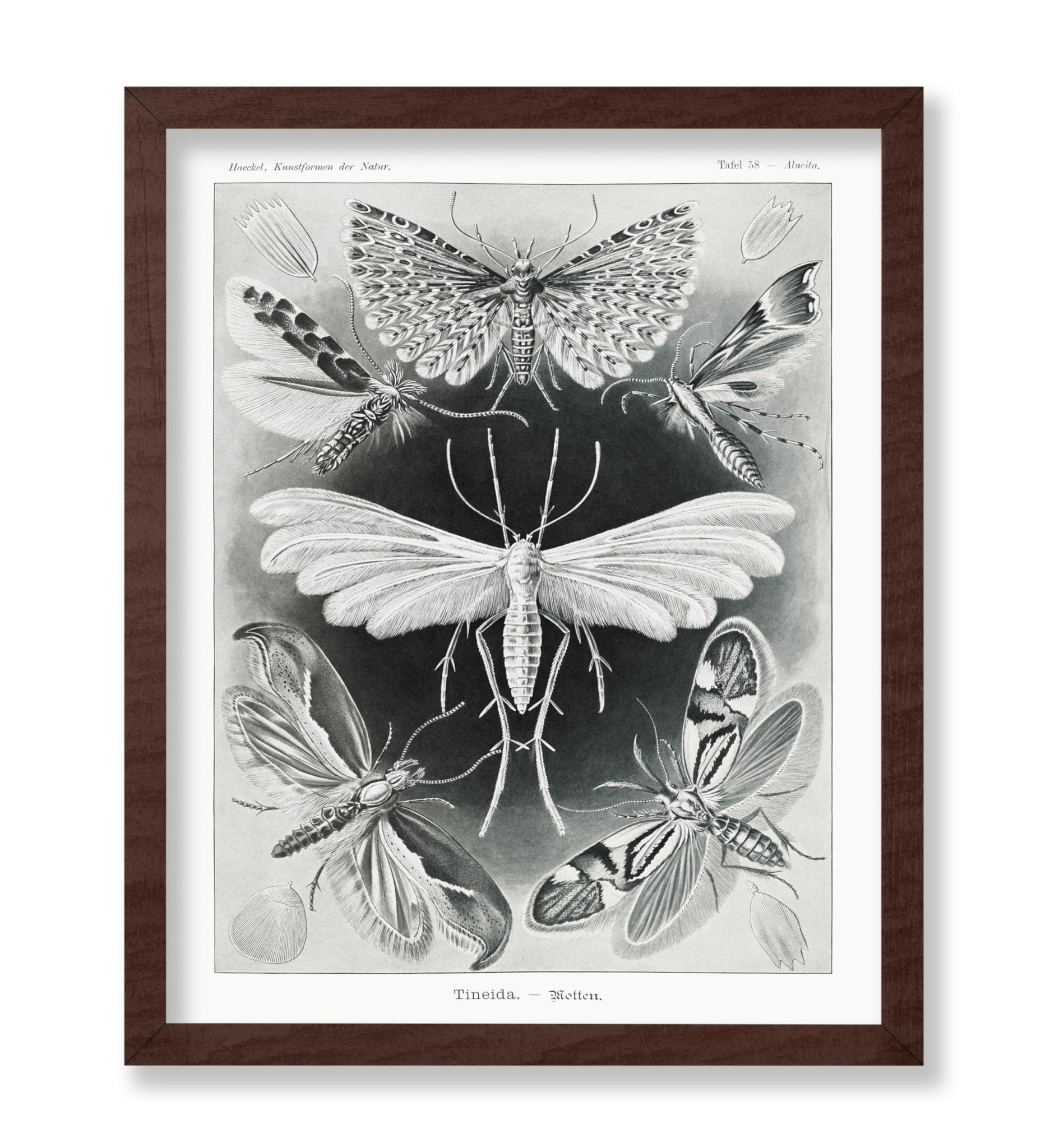 Ernst Haeckel - Tineidae