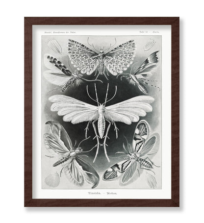 Ernst Haeckel - Tineidae