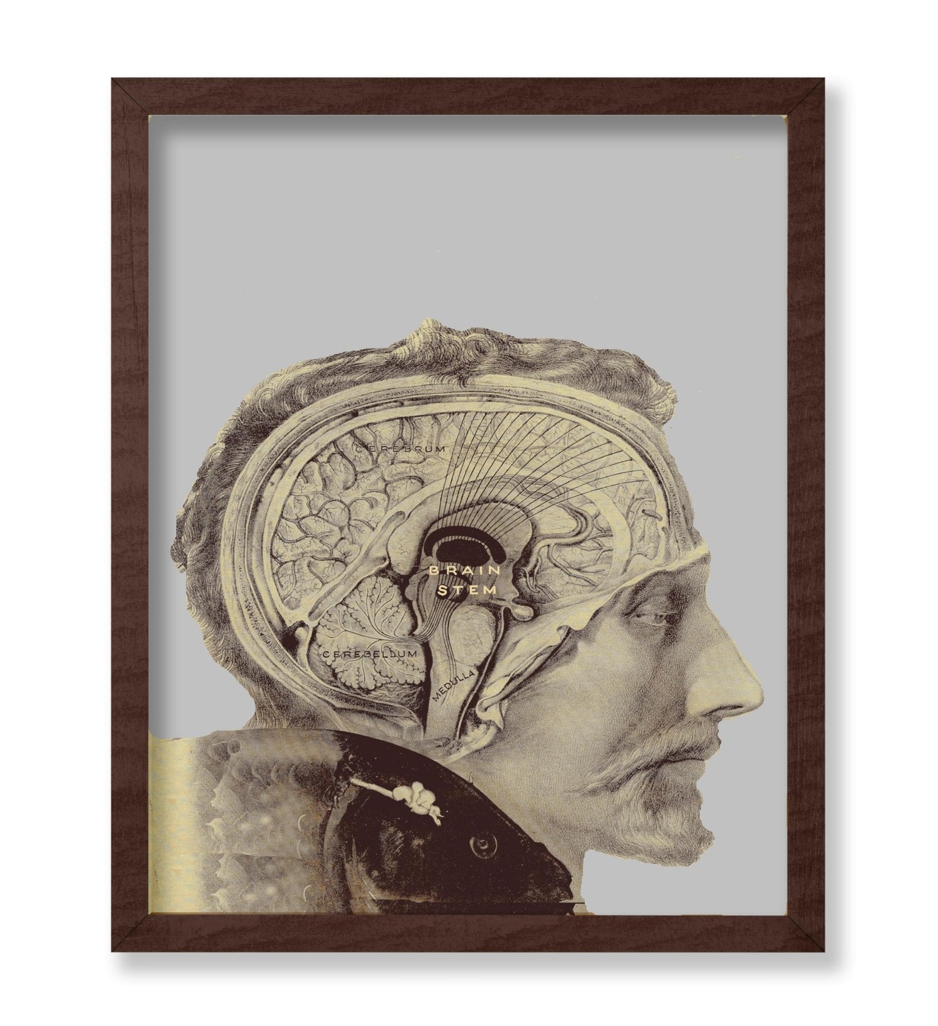 Human Brain