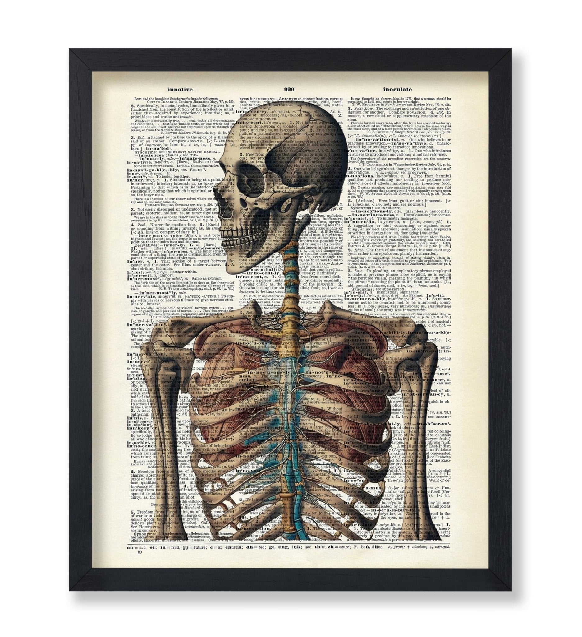 Human Skeleton No3