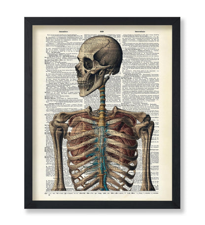 Human Skeleton No3