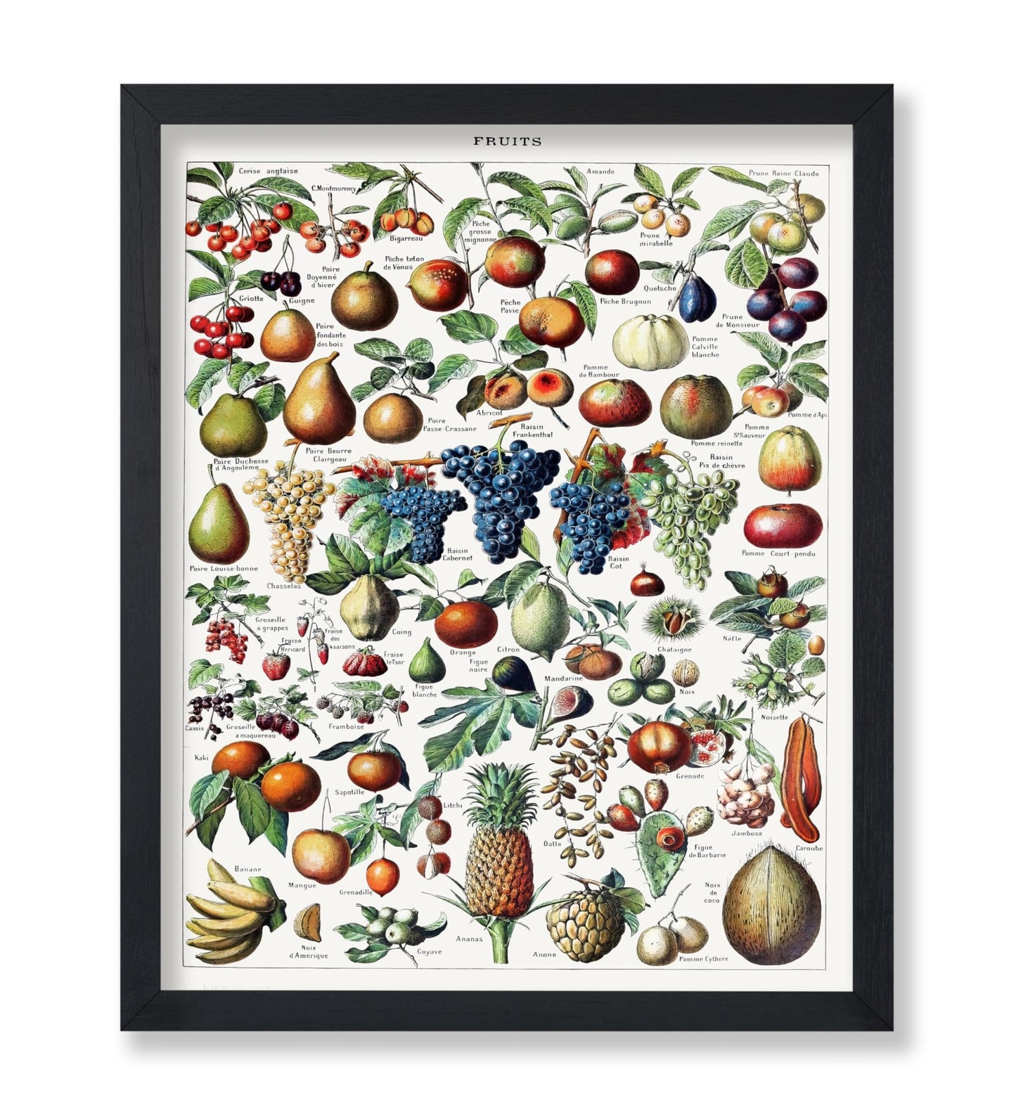 Adolphe Millot - Fruits
