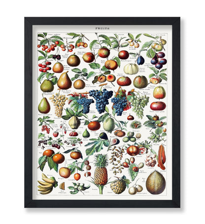 Adolphe Millot - Fruits