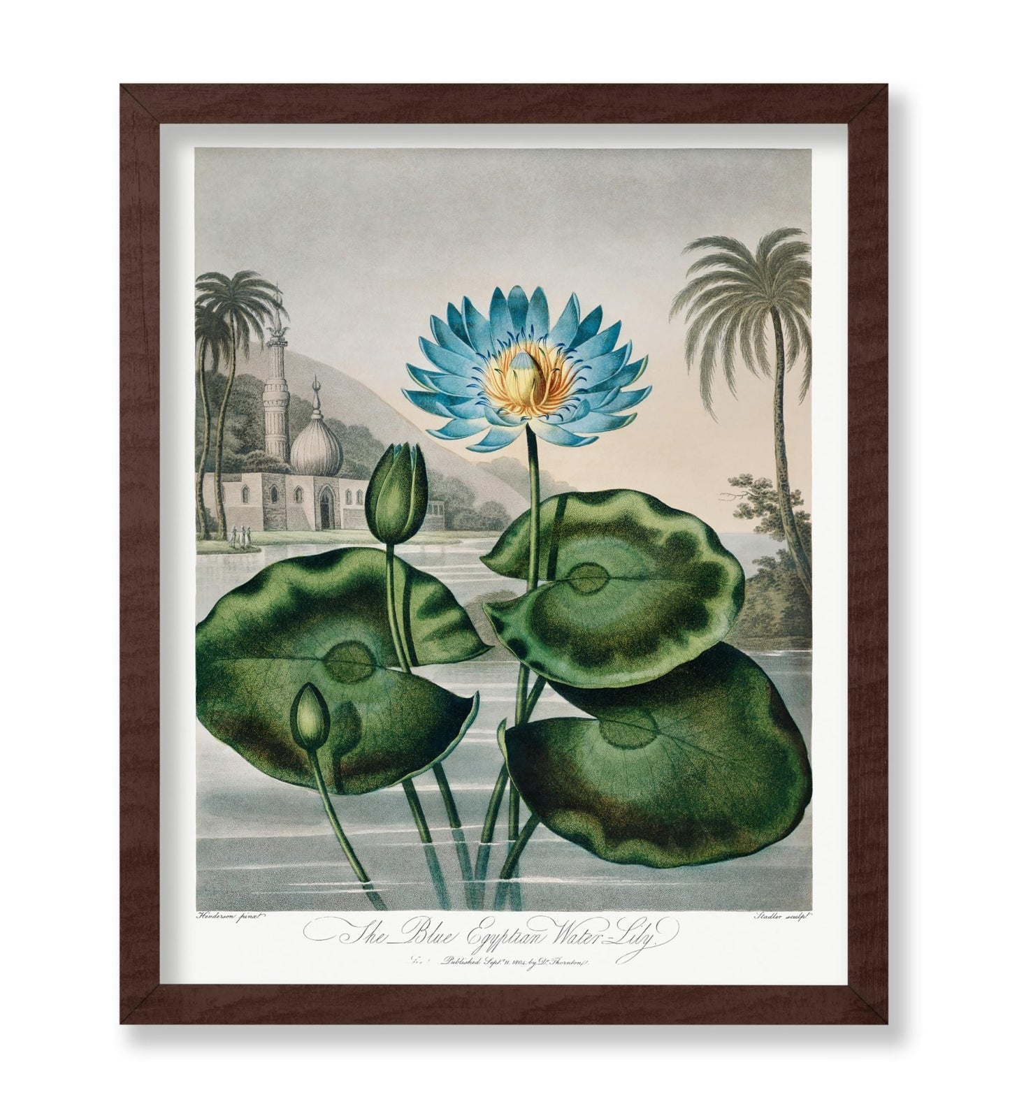 Robert John Thornton - The Blue Egyptian Water Lily
