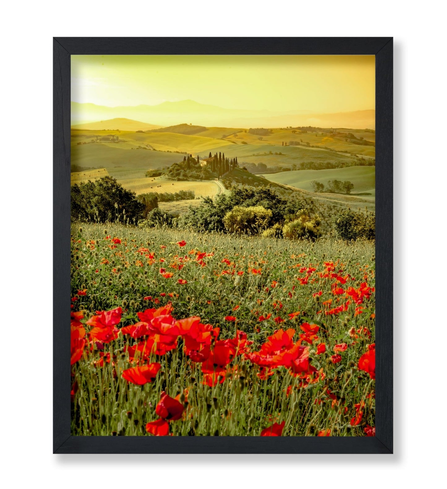 Poppy Flower