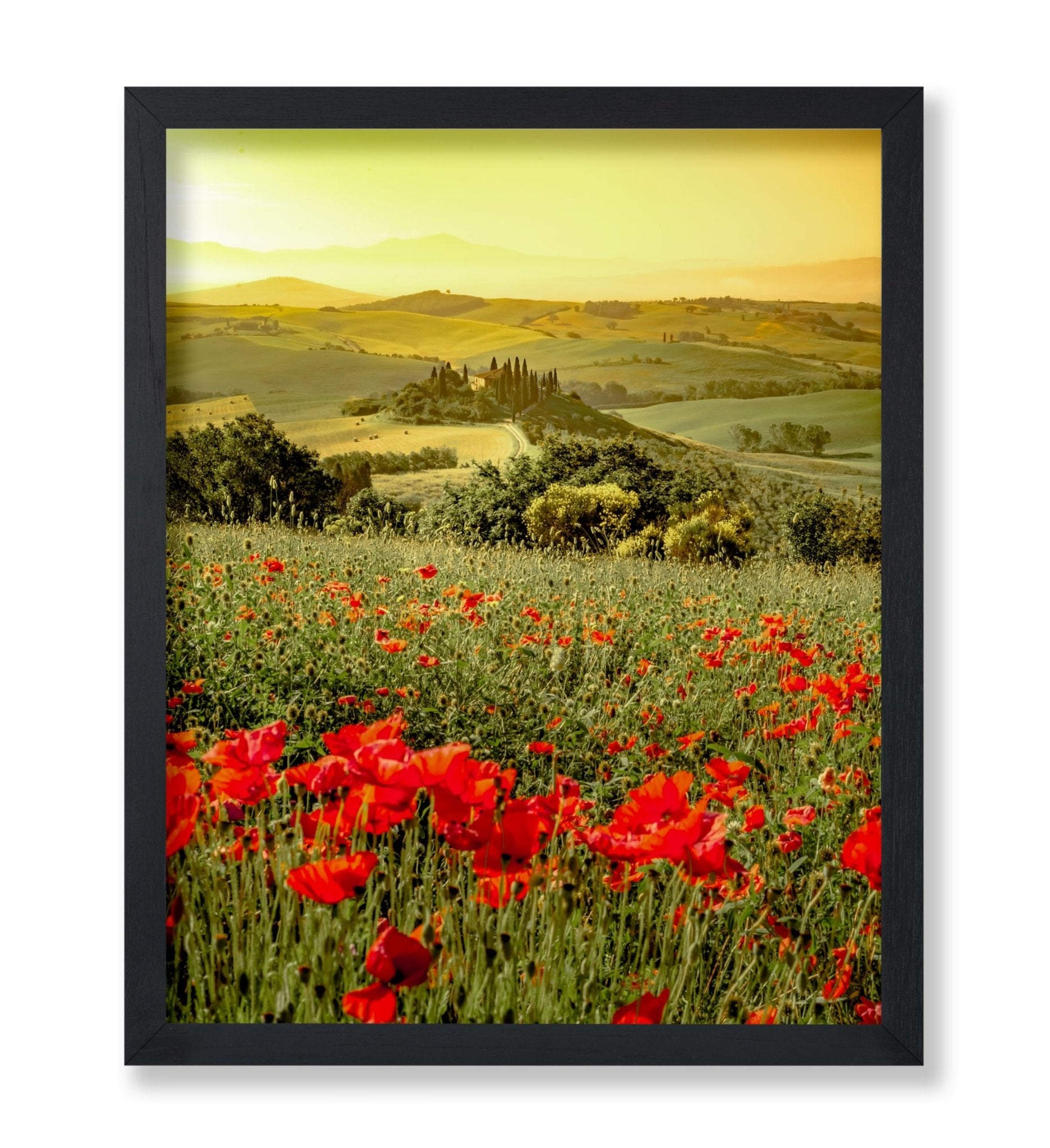 Poppy Flower