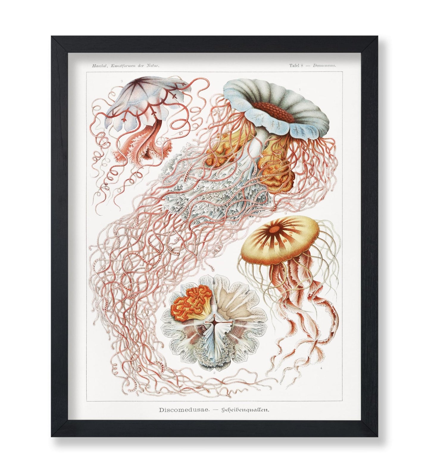 Ernst Haeckel - Jellyfish