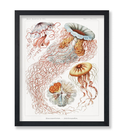 Ernst Haeckel - Jellyfish