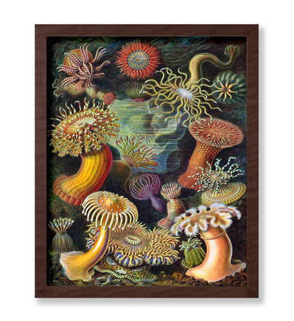 Ernst Haeckel - Actiniae