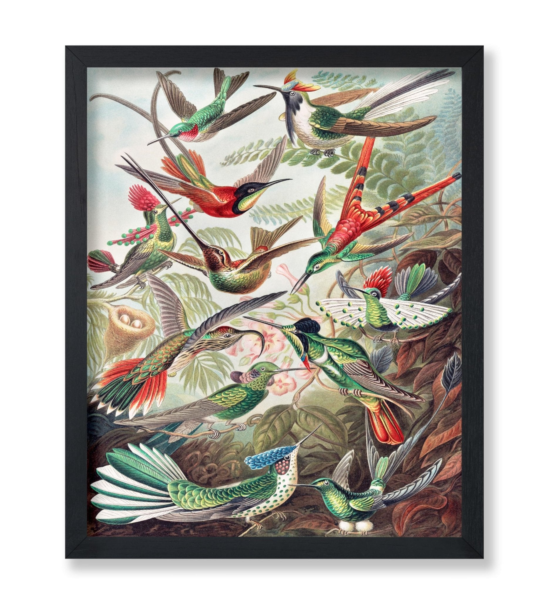 Ernst Haeckel - Hummingbirds