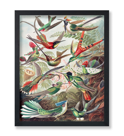 Ernst Haeckel - Hummingbirds
