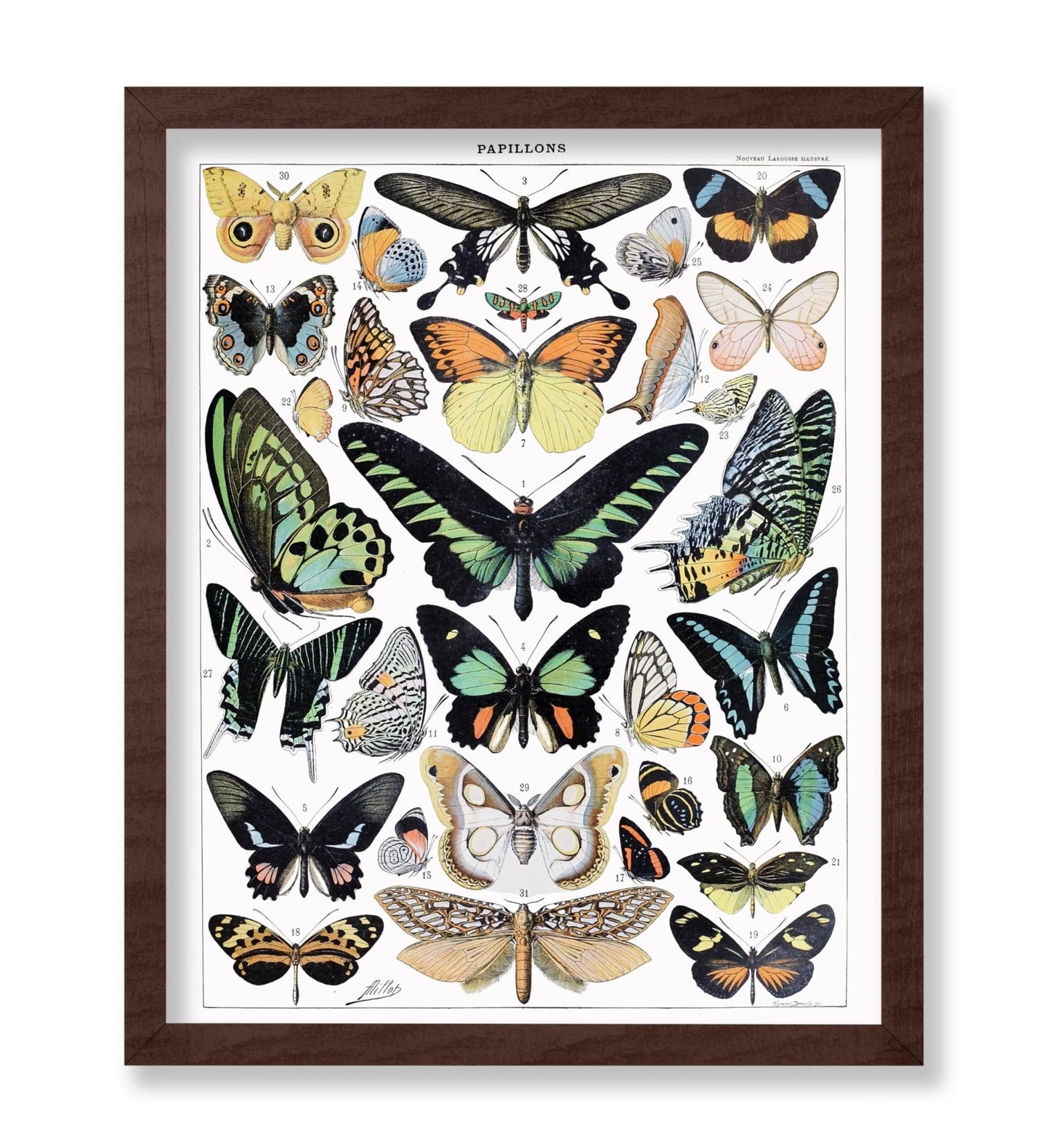 Adolphe Millot - Butterfly No1