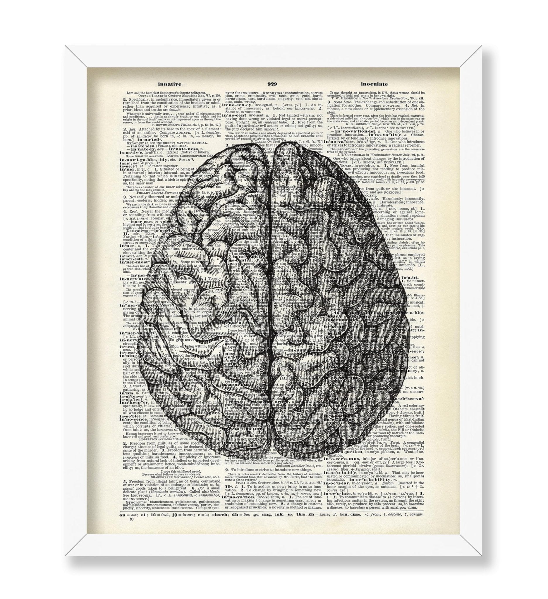 Human Anatomy Brain