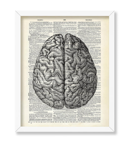 Human Anatomy Brain