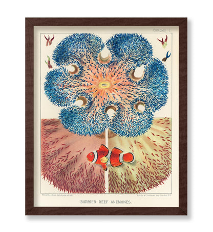 Barrier Reef Anemones
