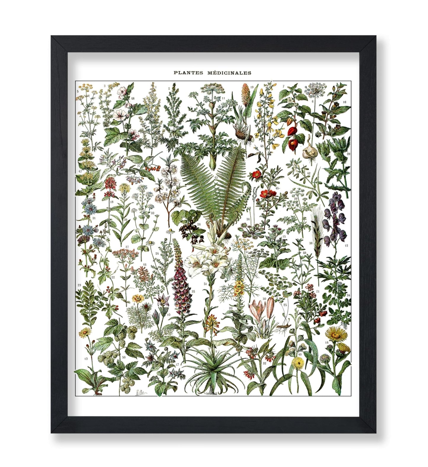 Adolphe Millot - Medicinal Plant