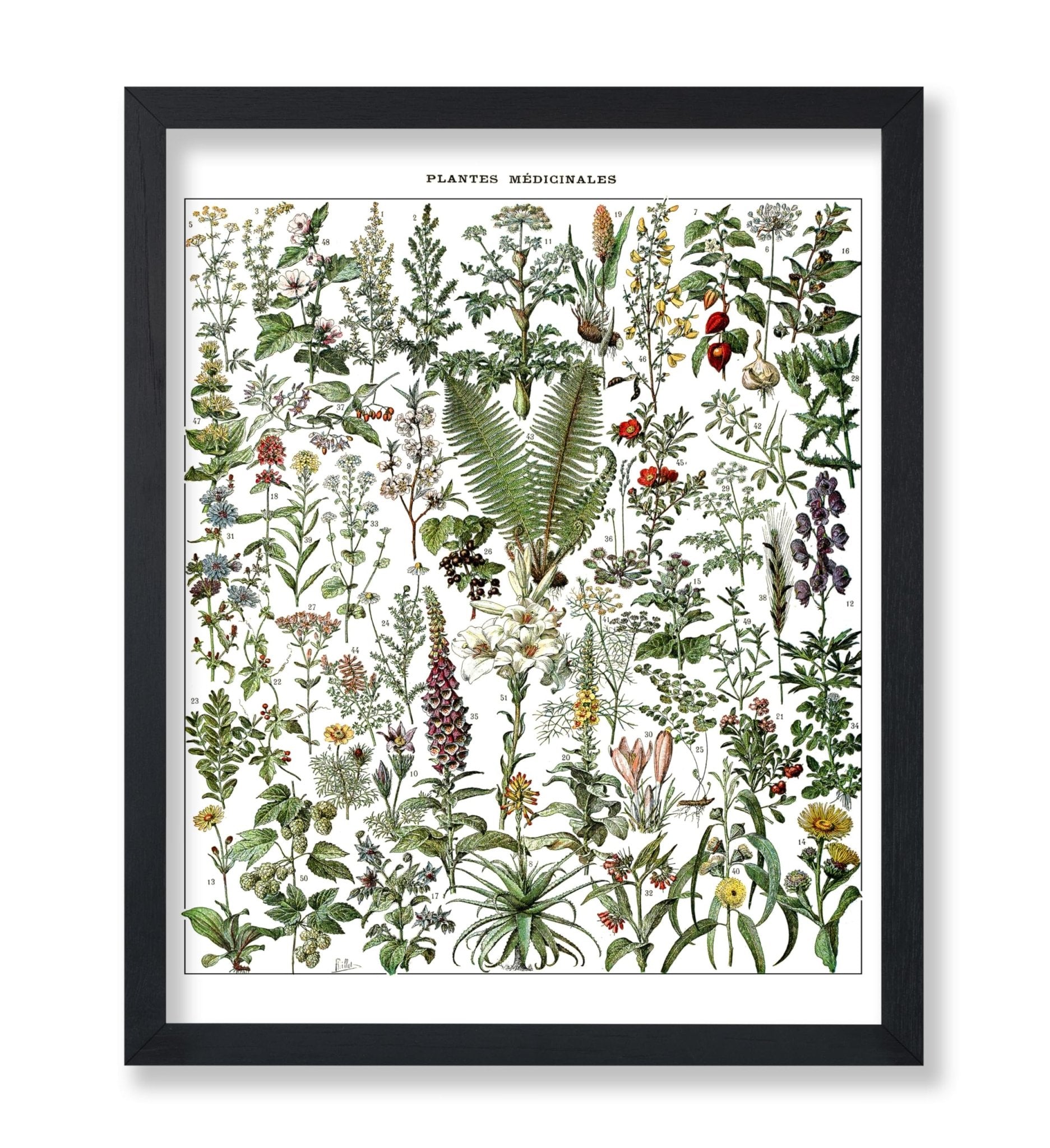 Adolphe Millot - Medicinal Plant