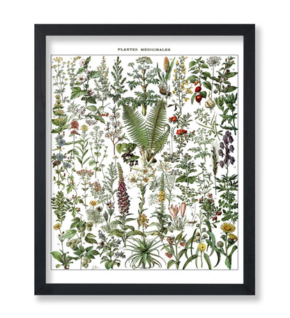 Adolphe Millot - Medicinal Plant