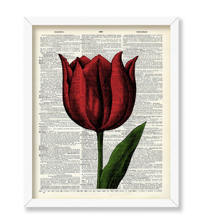 Red Tulip