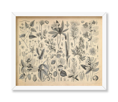 Cultivated Plants of the Ranunculaceae and Other Families
