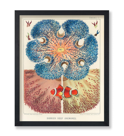 Barrier Reef Anemones