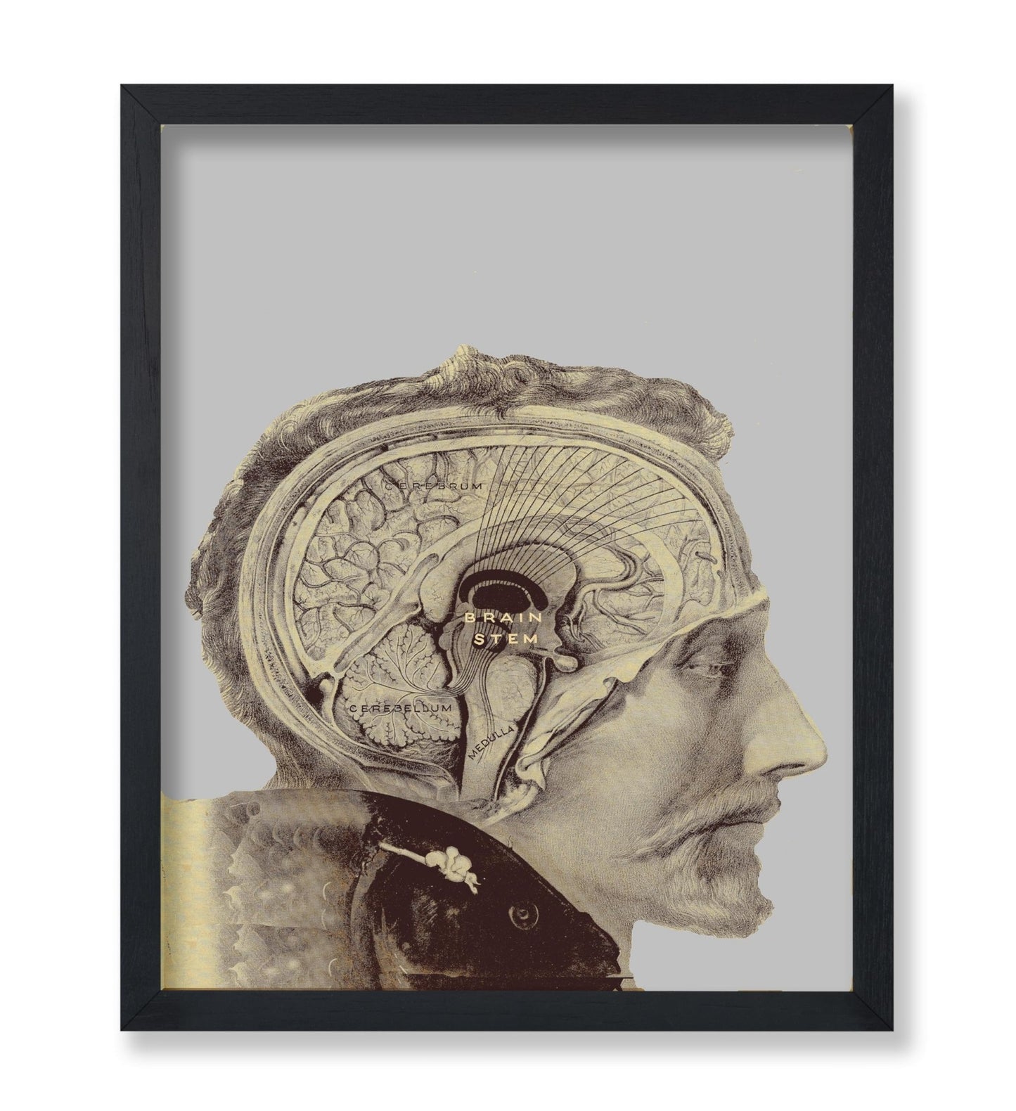 Human Brain