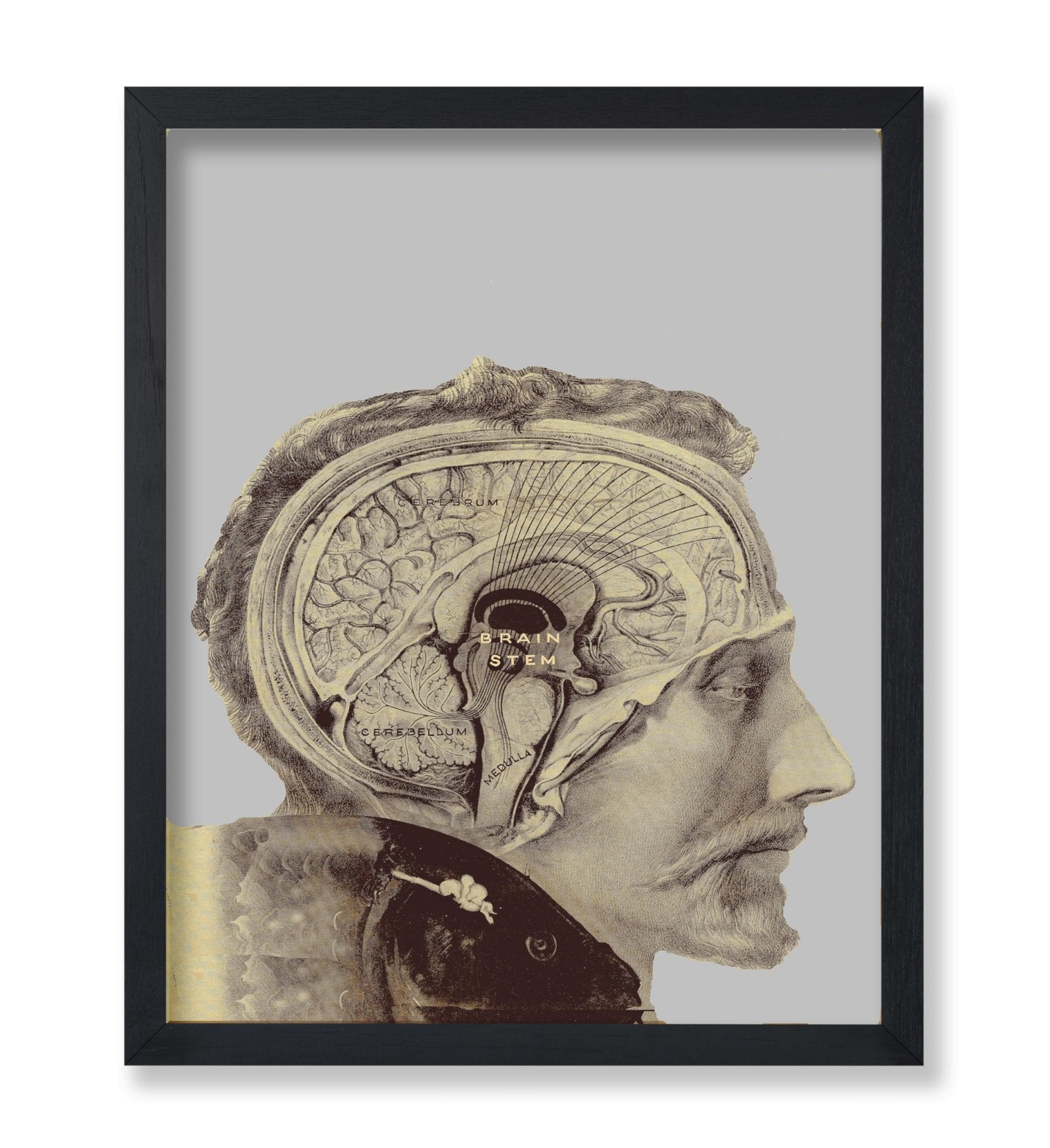 Human Brain